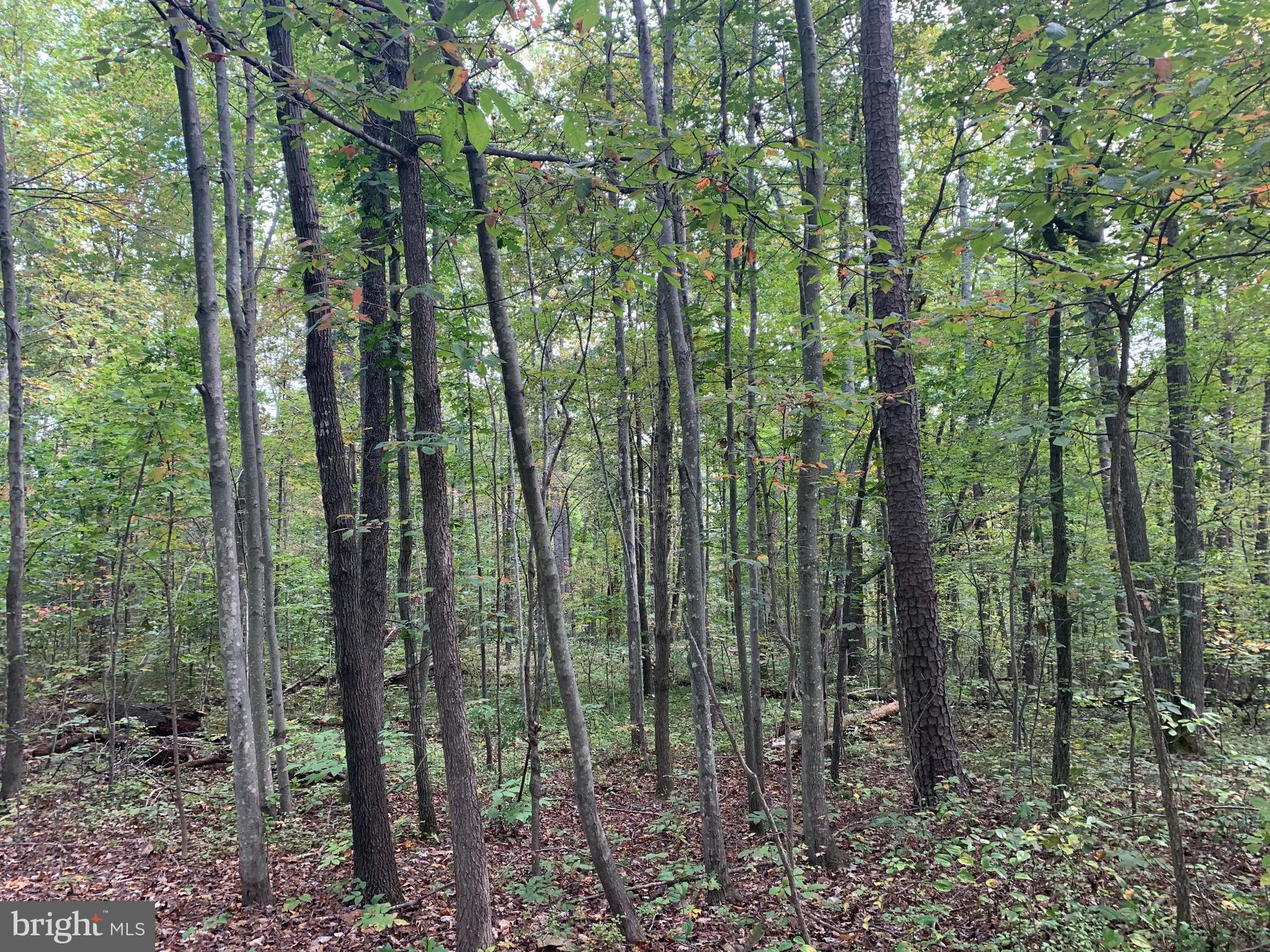 0 Varzara Road Marshall, VA 20115 - Photo 5 of 9 Gallery Image 5