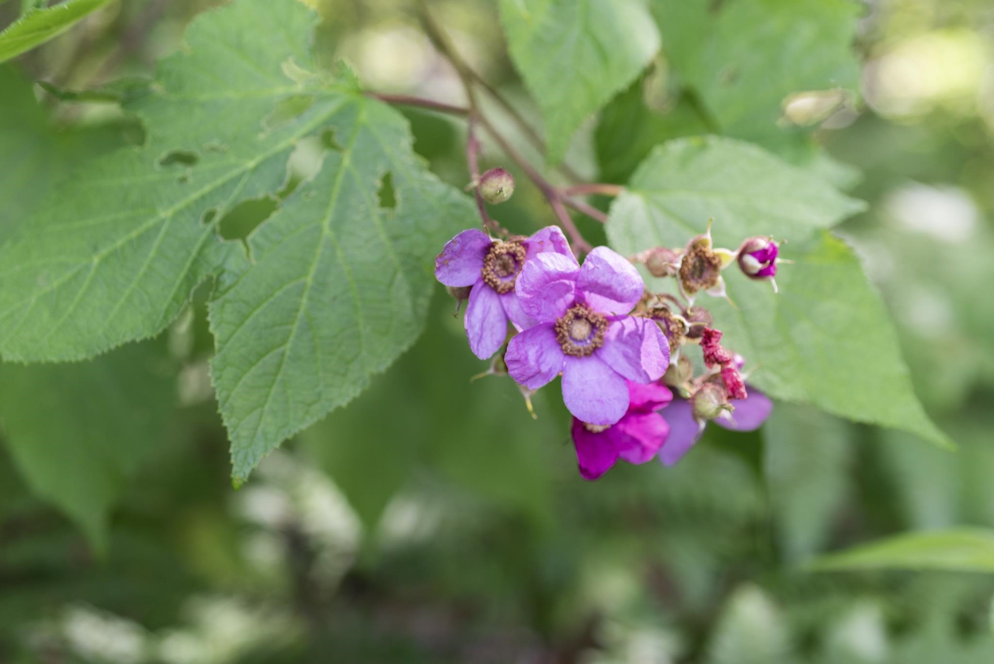 976 Highway 4 Danbury, NH 03230 - Photo 12 of 20