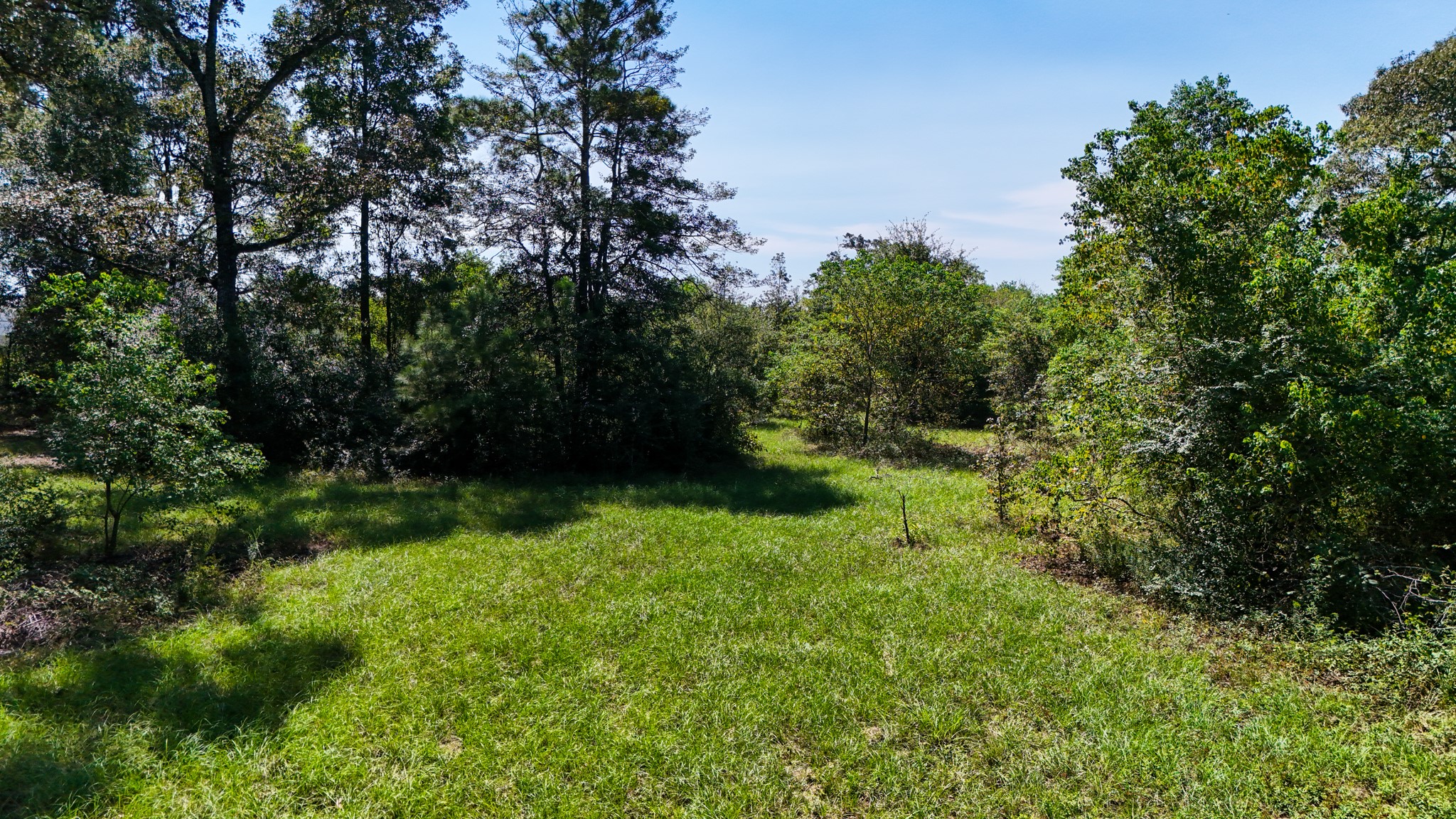 17652 Highway 105 East Conroe, TX 77306 - Photo 4 of 14 a view of backyard with green space