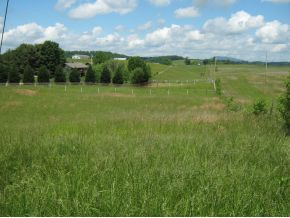 0 Boyd Carter Road Chuckey, TN 37641 - Photo 3 of 7 Photo 3