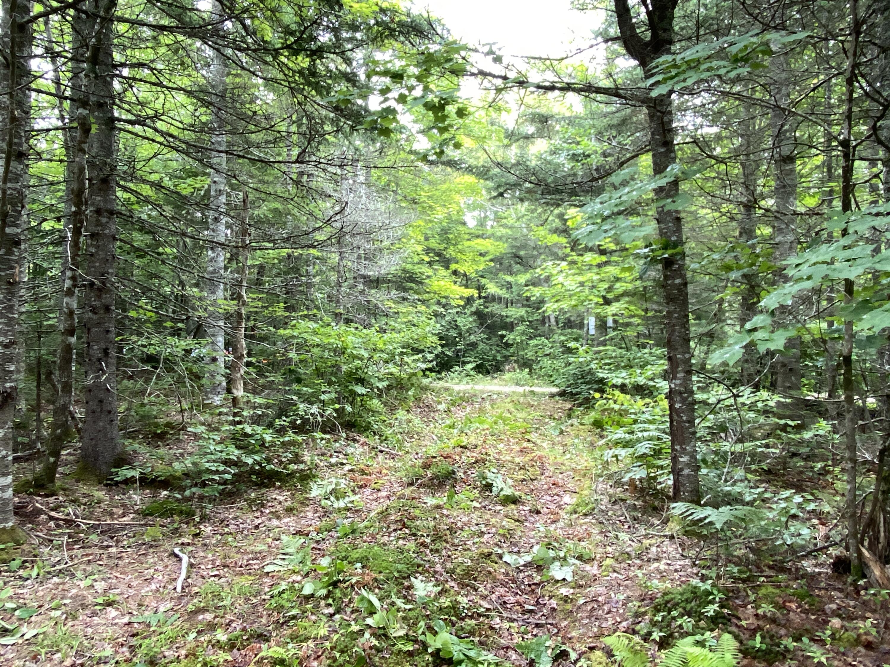 Lot 2 Georgetown Woods Road Columbia Falls, ME 04623 - Photo 8 of 10 332CDA1A-038F-42AF-9F0D-3E055EDCE8BA