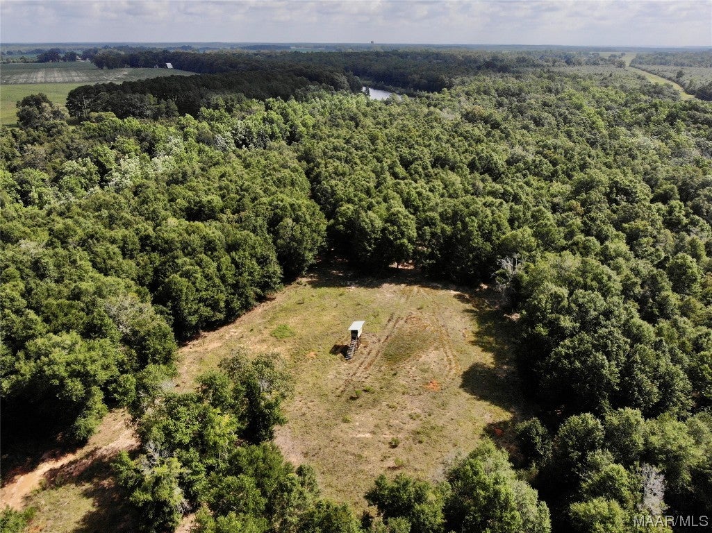 318.5-acre Goose Hollow Road Geneva, AL 36340 - Photo 8 of 50 Gallery Image 8