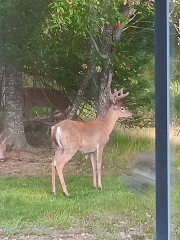 $174,900 | Parcel C Cherry Creek Road, Grayling, MI 49738