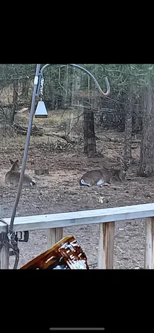 $174,900 | Parcel C Cherry Creek Road, Grayling, MI 49738