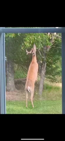 $174,900 | Parcel C Cherry Creek Road, Grayling, MI 49738