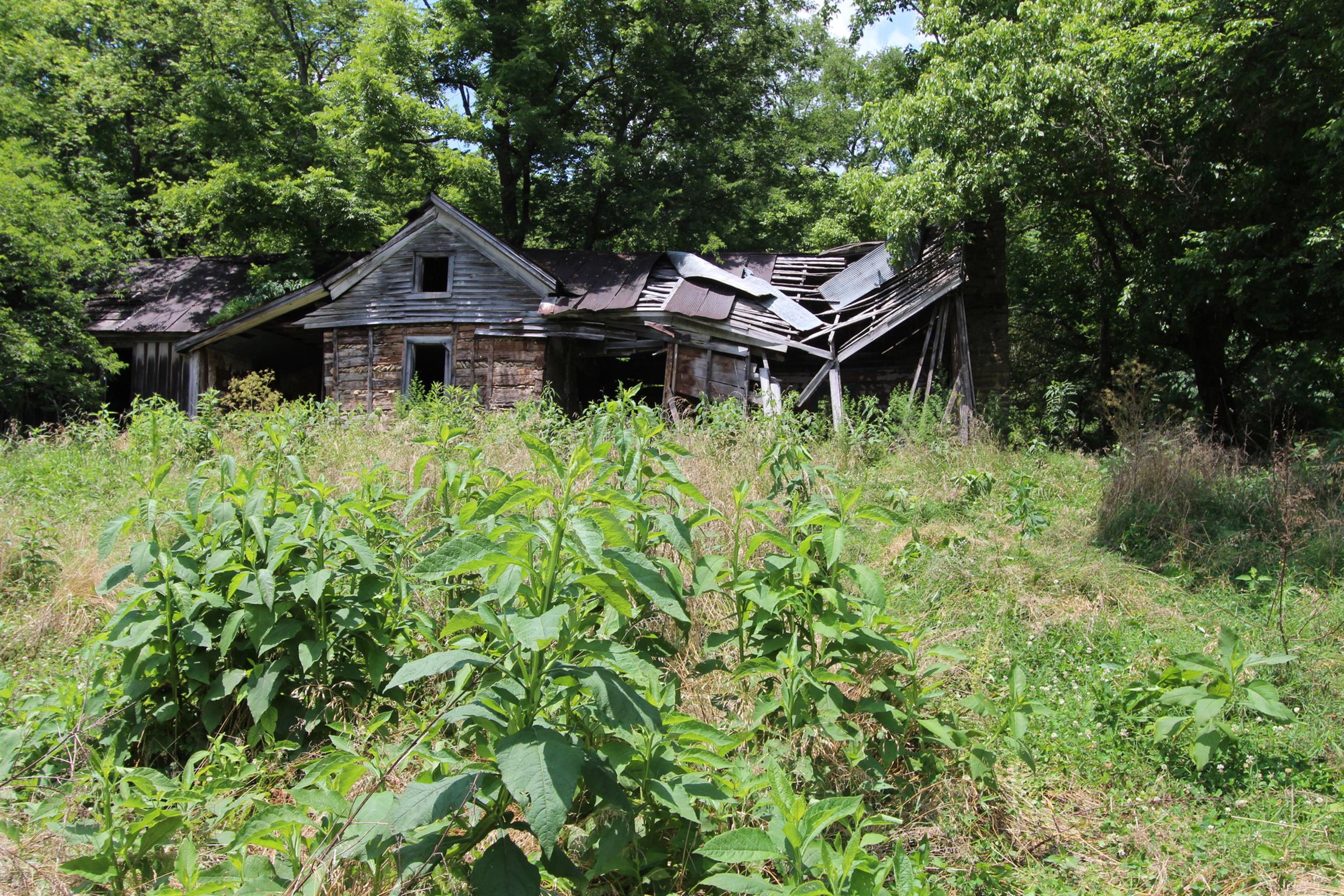 0 Raleigh-Elam Road Santa Fe, TN 38482 - Photo 17 of 17 a small garden covered with tall trees