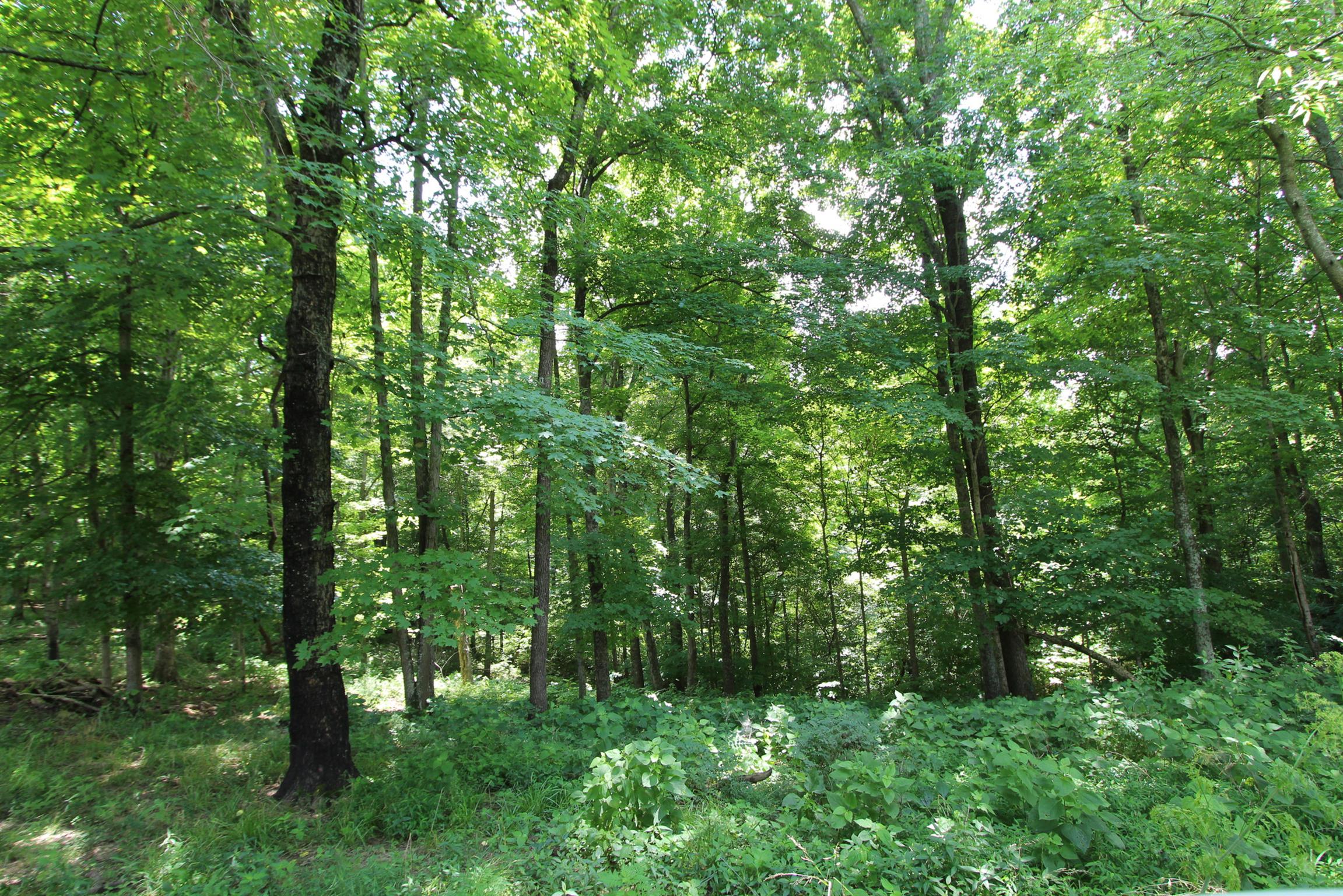 0 Raleigh-Elam Road Santa Fe, TN 38482 - Photo 5 of 17 a view of lush green forest with lots of trees