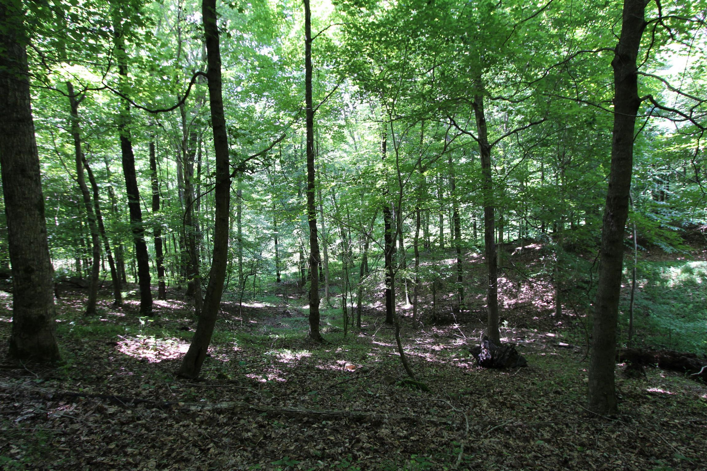 0 Raleigh-Elam Road Santa Fe, TN 38482 - Photo 7 of 17 a view of forest