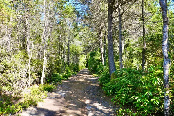 a pathway of a yard