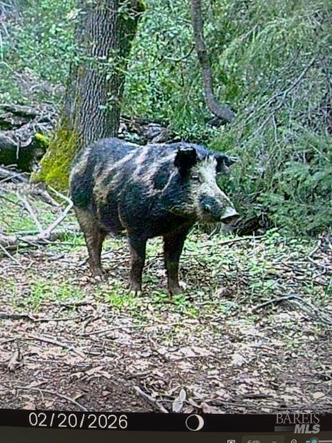 17707 Rockpile Road Geyserville, CA 95441 - Photo 9 of 25