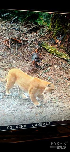 17707 Rockpile Road Geyserville, CA 95441 - Photo 10 of 25