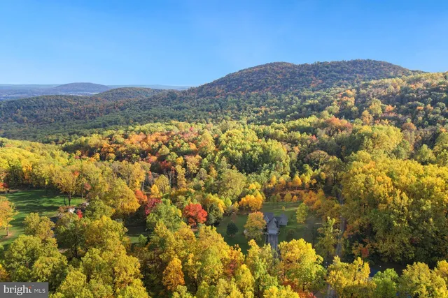 a view of yard with large trees