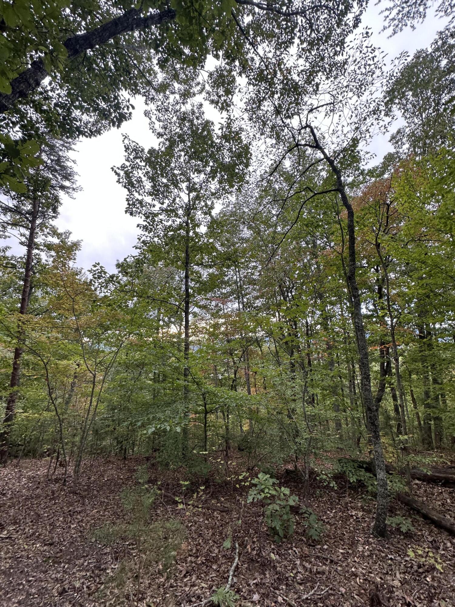 2604 Lower East Valley Road Dunlap, TN 37327 - Photo 45 of 48 IMG_3588