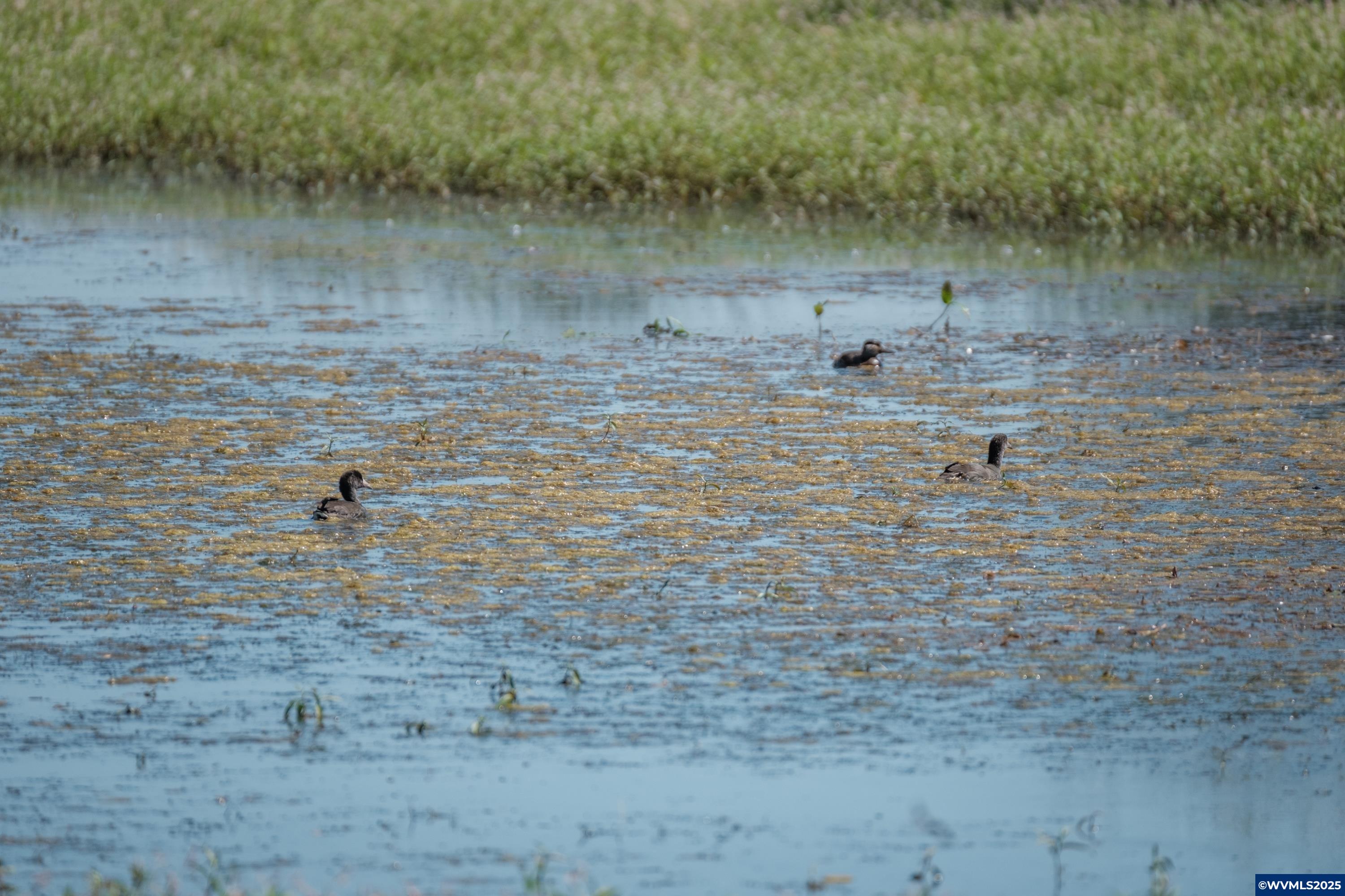 Lot 5332 Duck Club Scappoose, OR 97056 - Photo 25 of 33