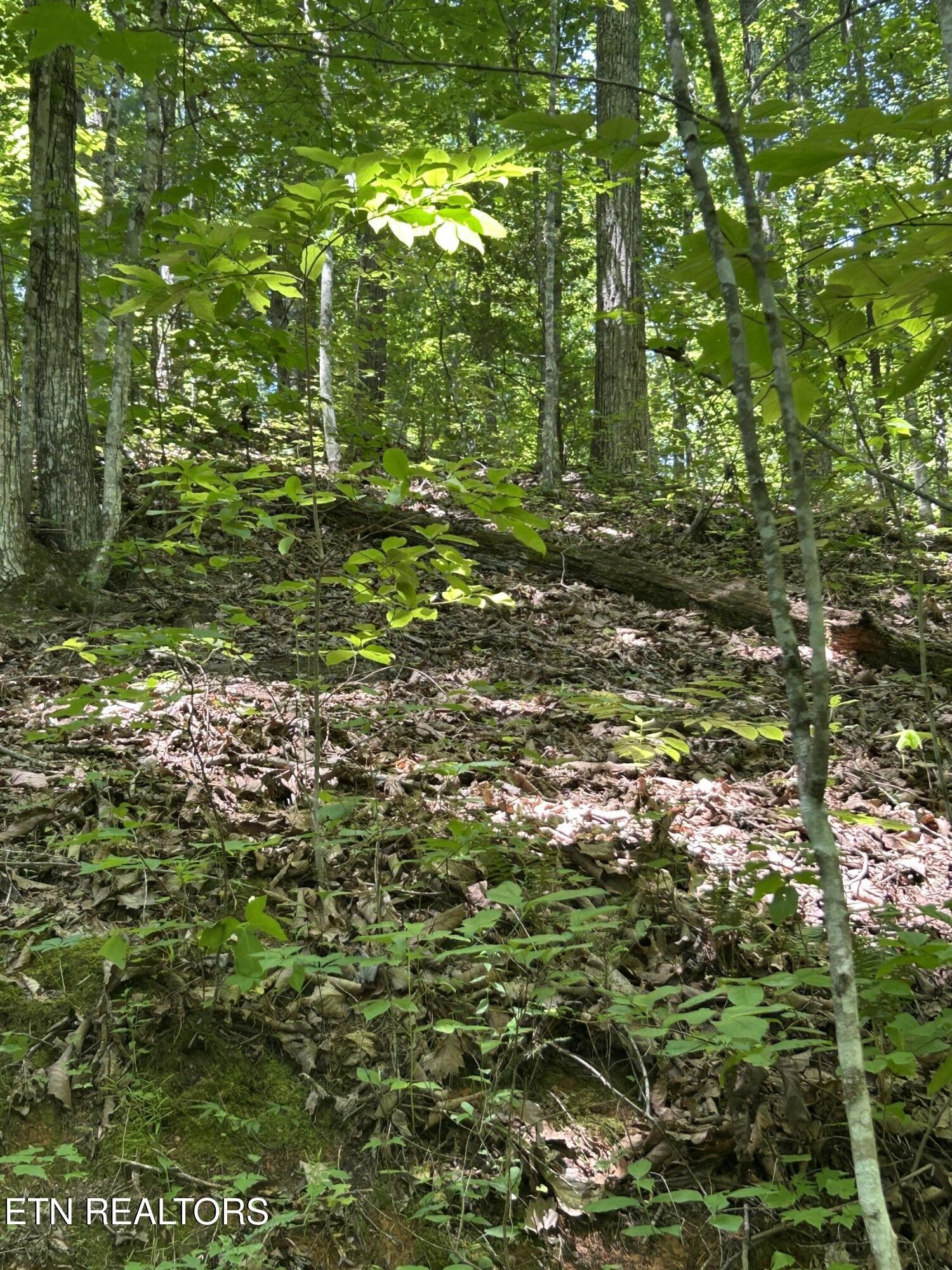 0 Lower Powdermill Road Sevierville, TN 37876 - Photo 3 of 6 Gallery Image 3