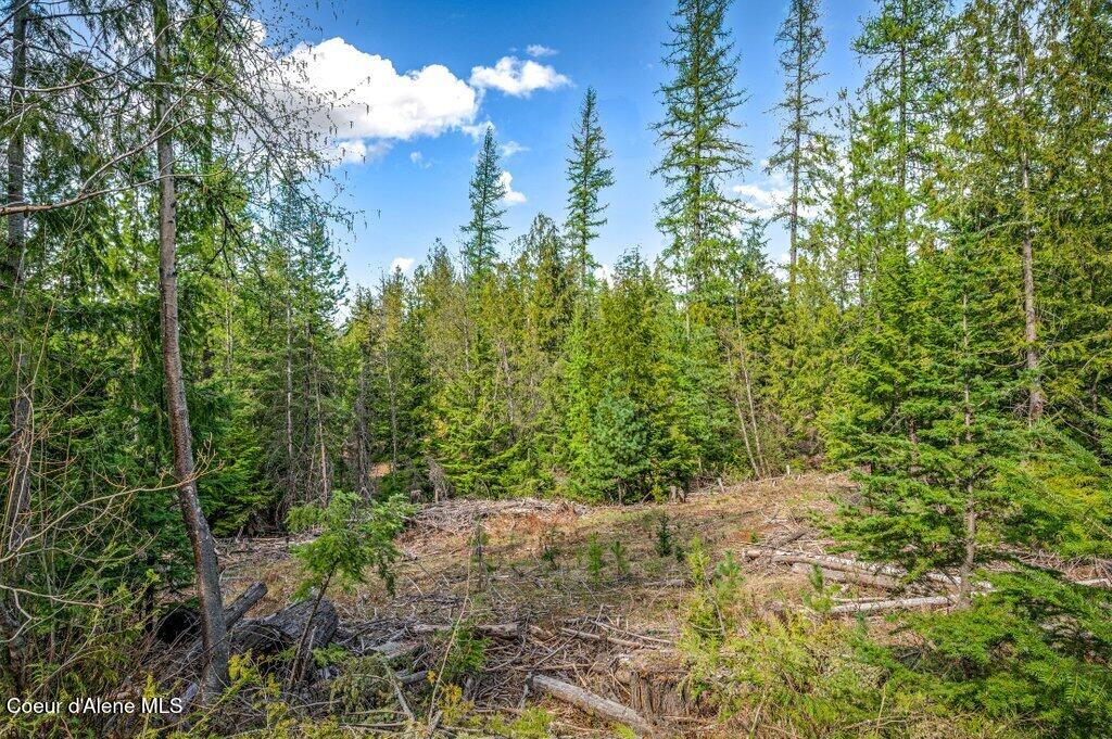 Tbd Wellington Road Sandpoint, ID 83864 - Photo 20 of 36 Mature Timber
