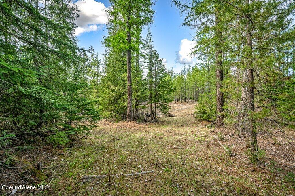 Tbd Wellington Road Sandpoint, ID 83864 - Photo 3 of 36 Cleared Forest
