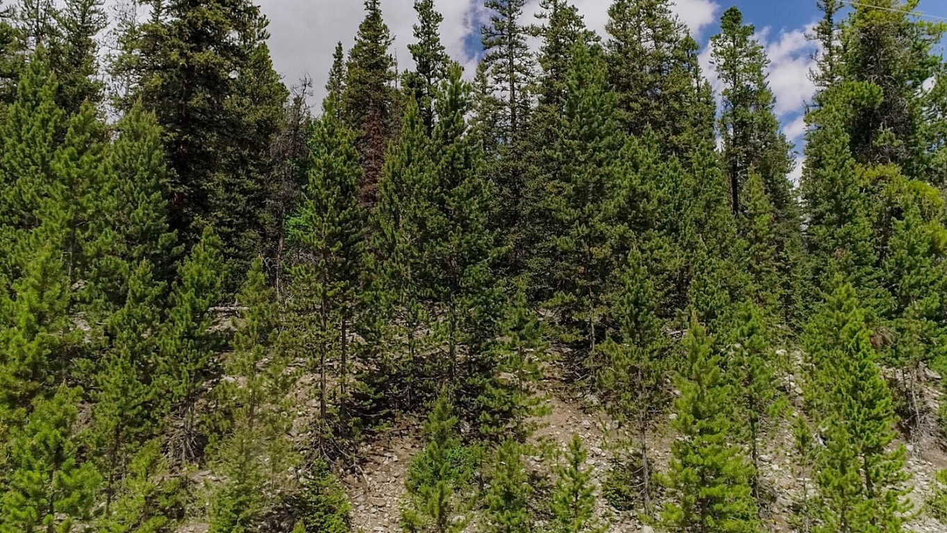 503 Golden Hills Road Alma, CO 80420 - Photo 12 of 36 a view of a lush green forest