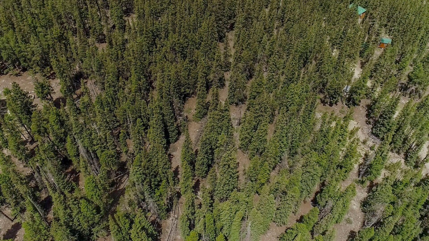 503 Golden Hills Road Alma, CO 80420 - Photo 24 of 36 a view of a forest with a tree