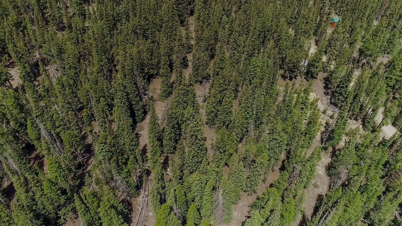 503 Golden Hills Road Alma, CO 80420 - Photo 25 of 36 a view of a forest with a tree