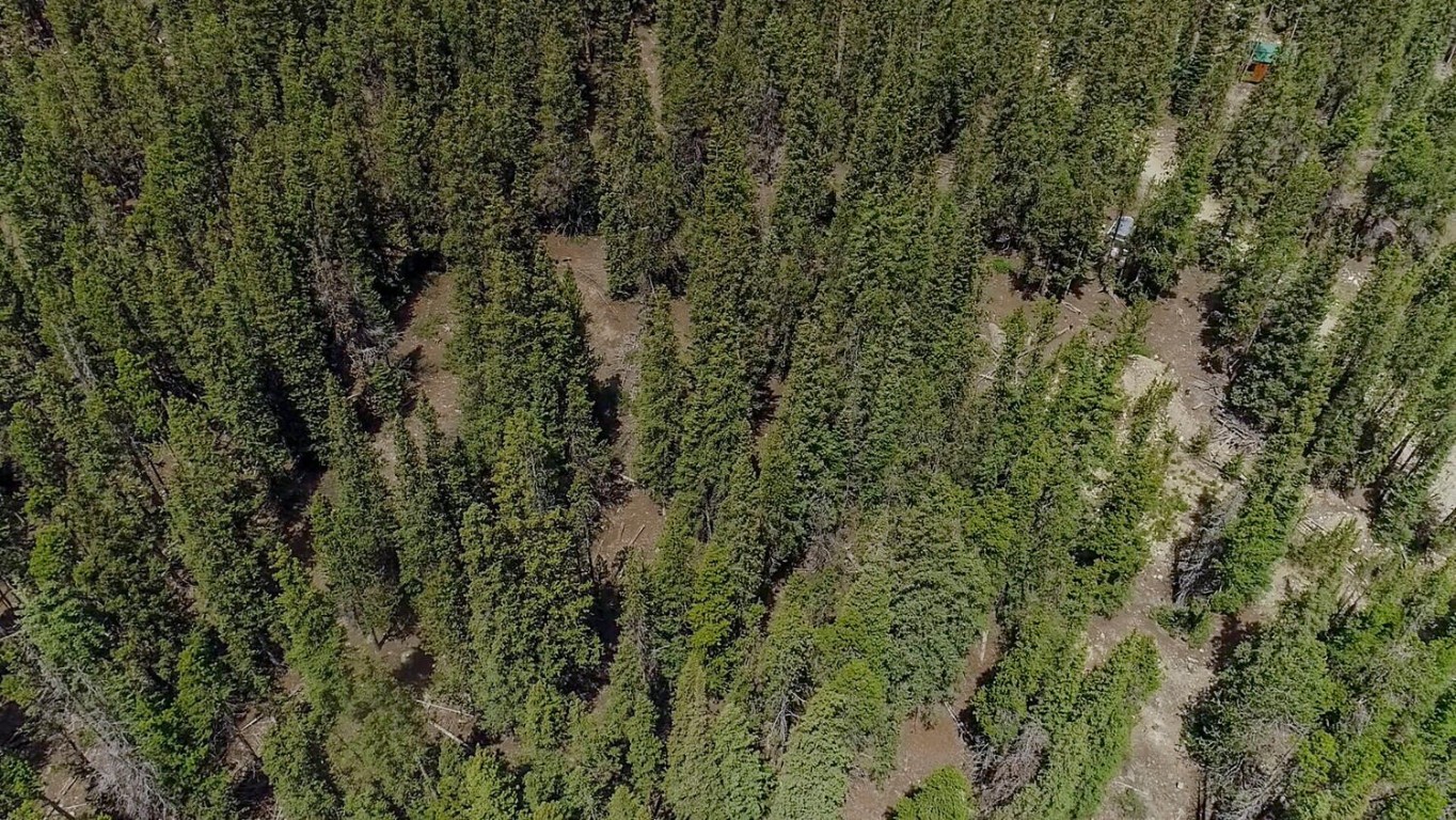 503 Golden Hills Road Alma, CO 80420 - Photo 26 of 36 a view of a forest with a tree