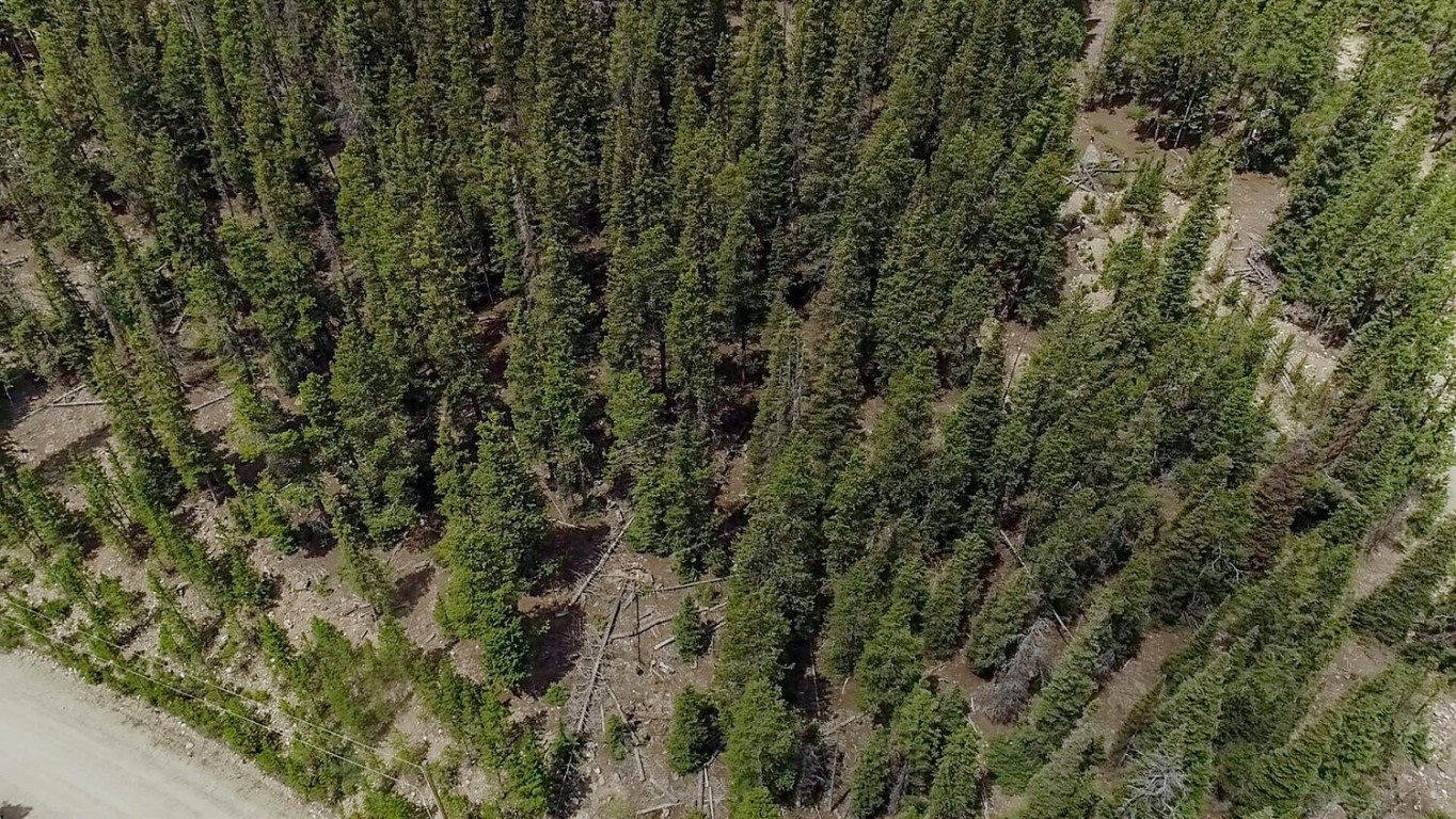503 Golden Hills Road Alma, CO 80420 - Photo 29 of 36 a view of a forest with a tree