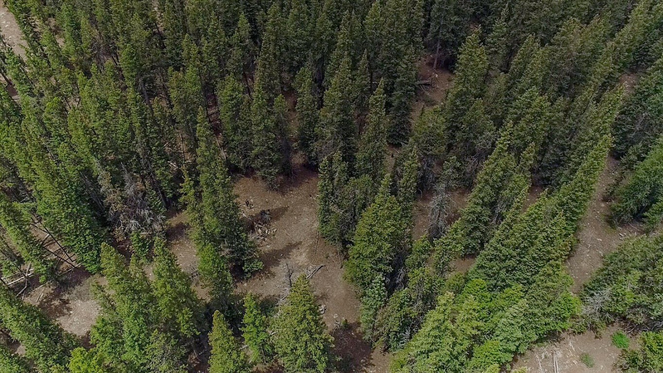 503 Golden Hills Road Alma, CO 80420 - Photo 30 of 36 a view of a forest with a street