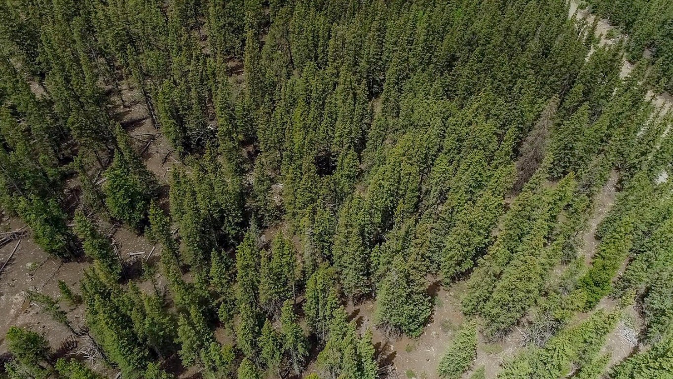 503 Golden Hills Road Alma, CO 80420 - Photo 31 of 36 a view of a forest with a tree