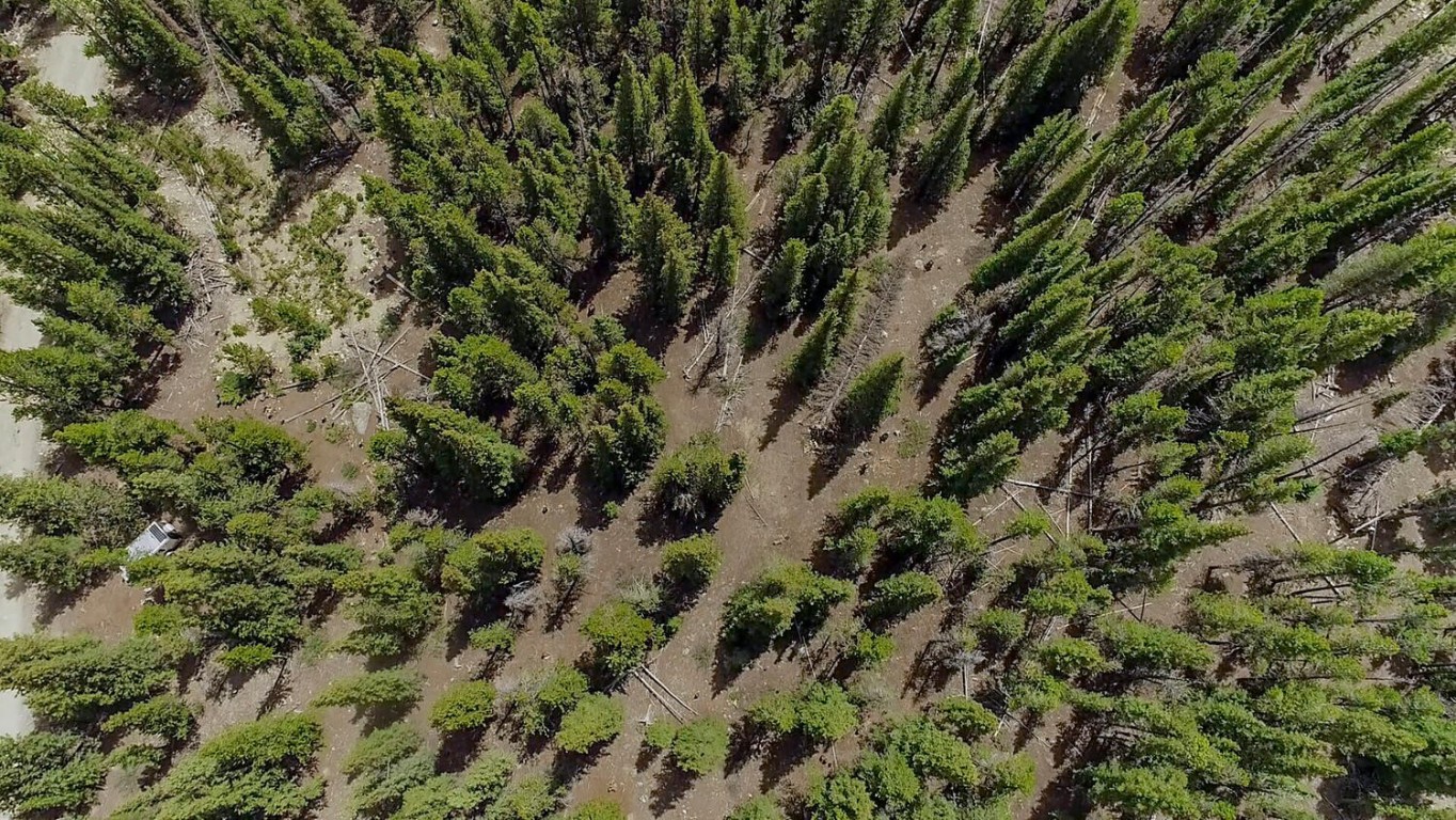 503 Golden Hills Road Alma, CO 80420 - Photo 32 of 36 a view of a forest with a tree