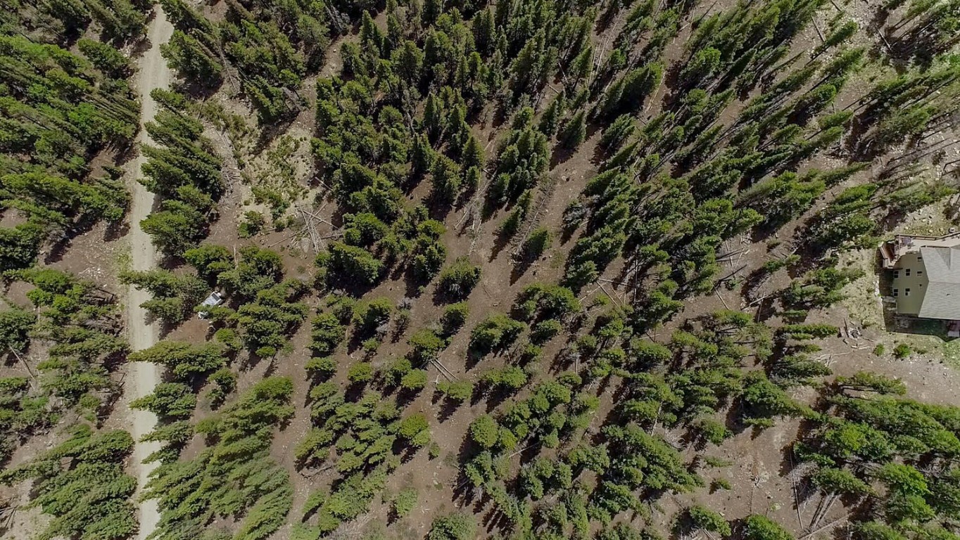 503 Golden Hills Road Alma, CO 80420 - Photo 33 of 36 a view of a tree