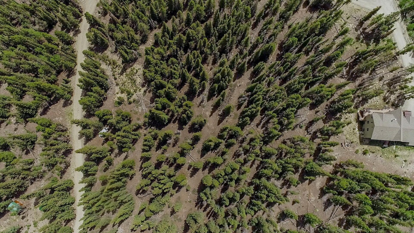 503 Golden Hills Road Alma, CO 80420 - Photo 34 of 36 a view of a dry yard with a large tree
