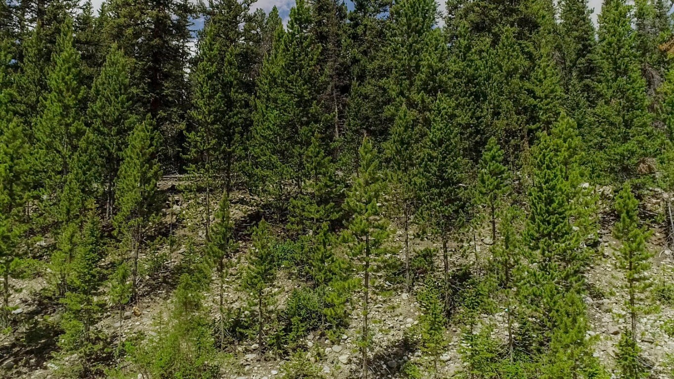 503 Golden Hills Road Alma, CO 80420 - Photo 5 of 36