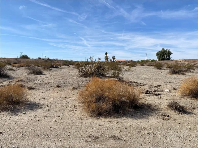 a view of a dry yard with lots of trees