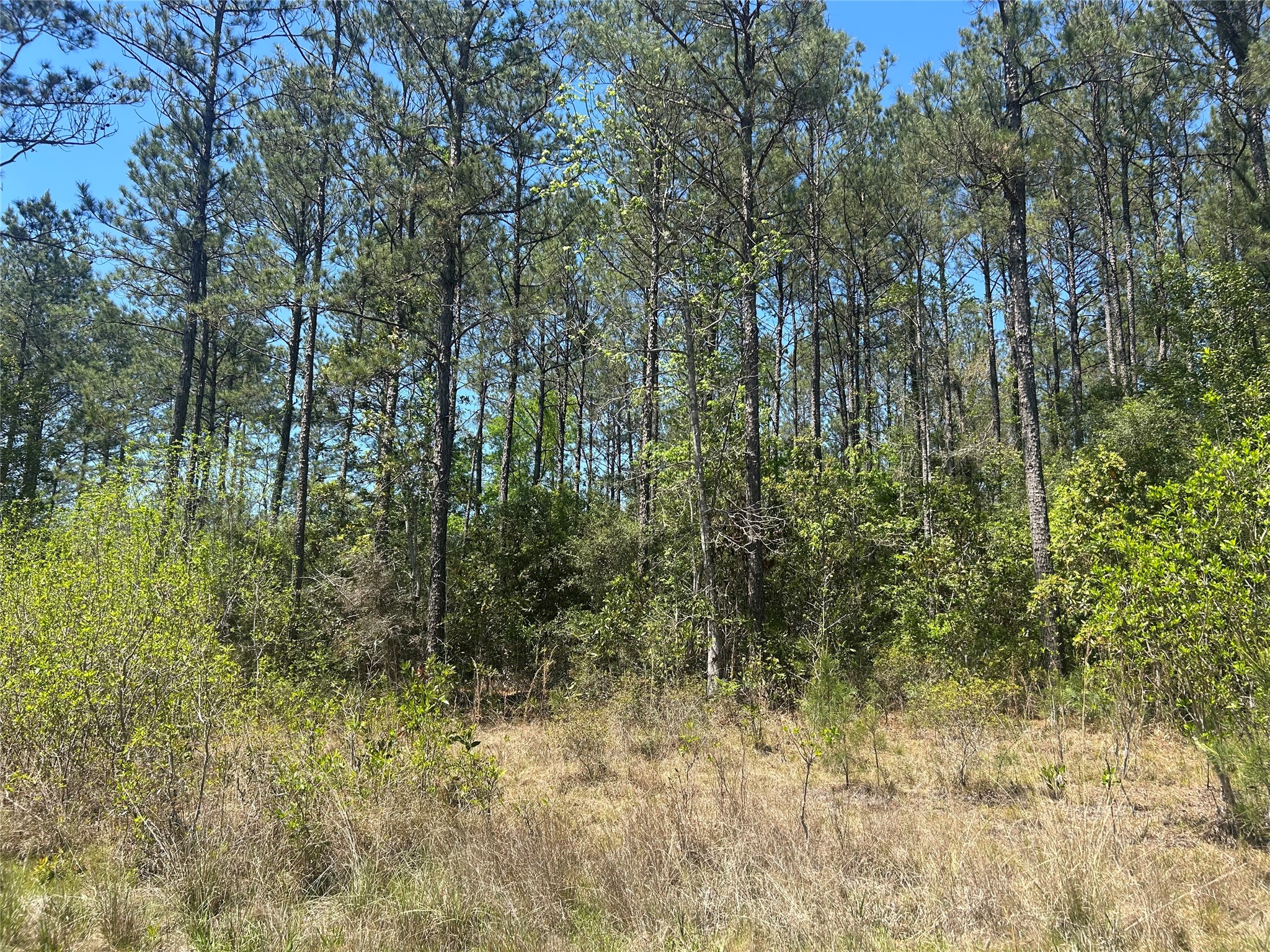 Lot 39 Carter Ranch Road Kountze, TX 77625 - Photo 10 of 13 a view of forest