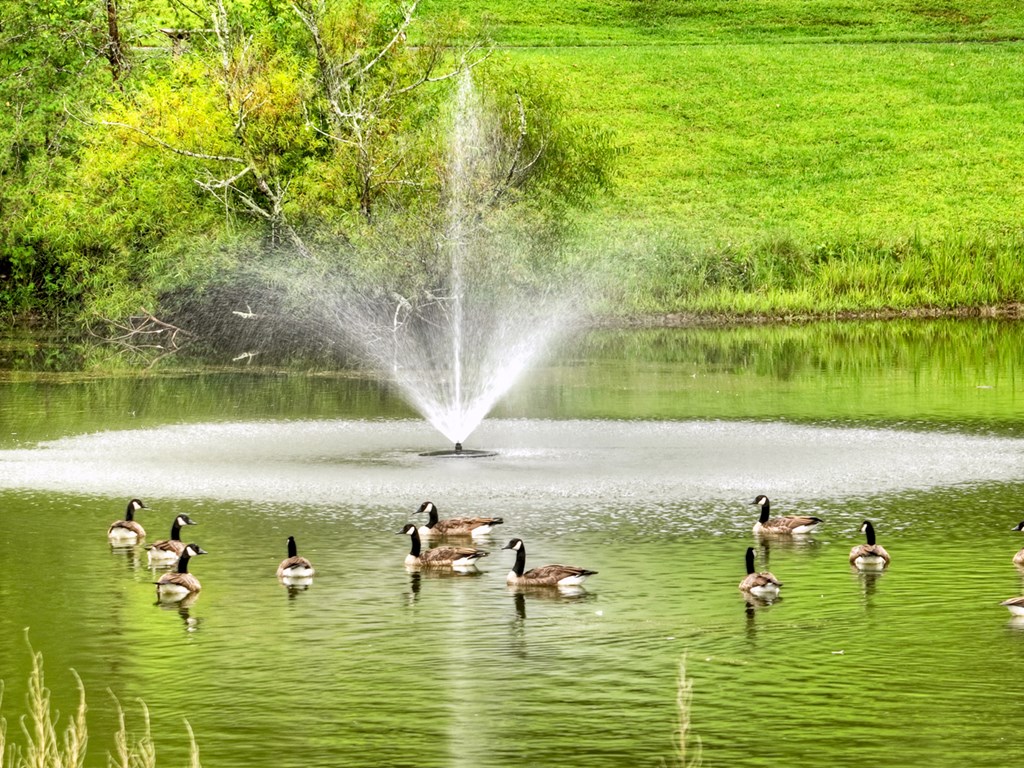167 Whispering Pne Lane Cherry Log, GA 30522 - Photo 11 of 87