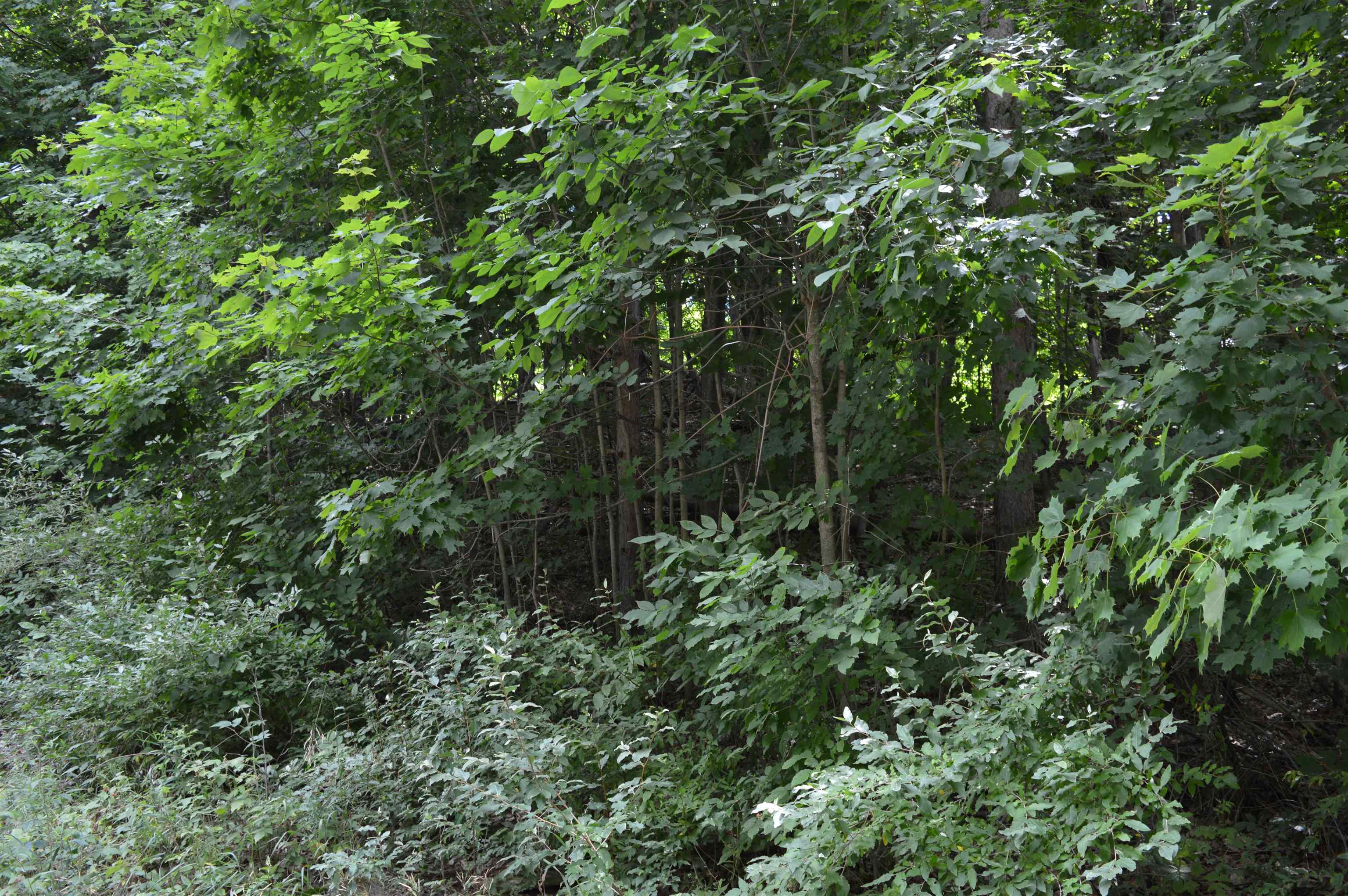 Zimmerman Rd Rapid Rapid City, MI 49676 - Photo 5 of 16