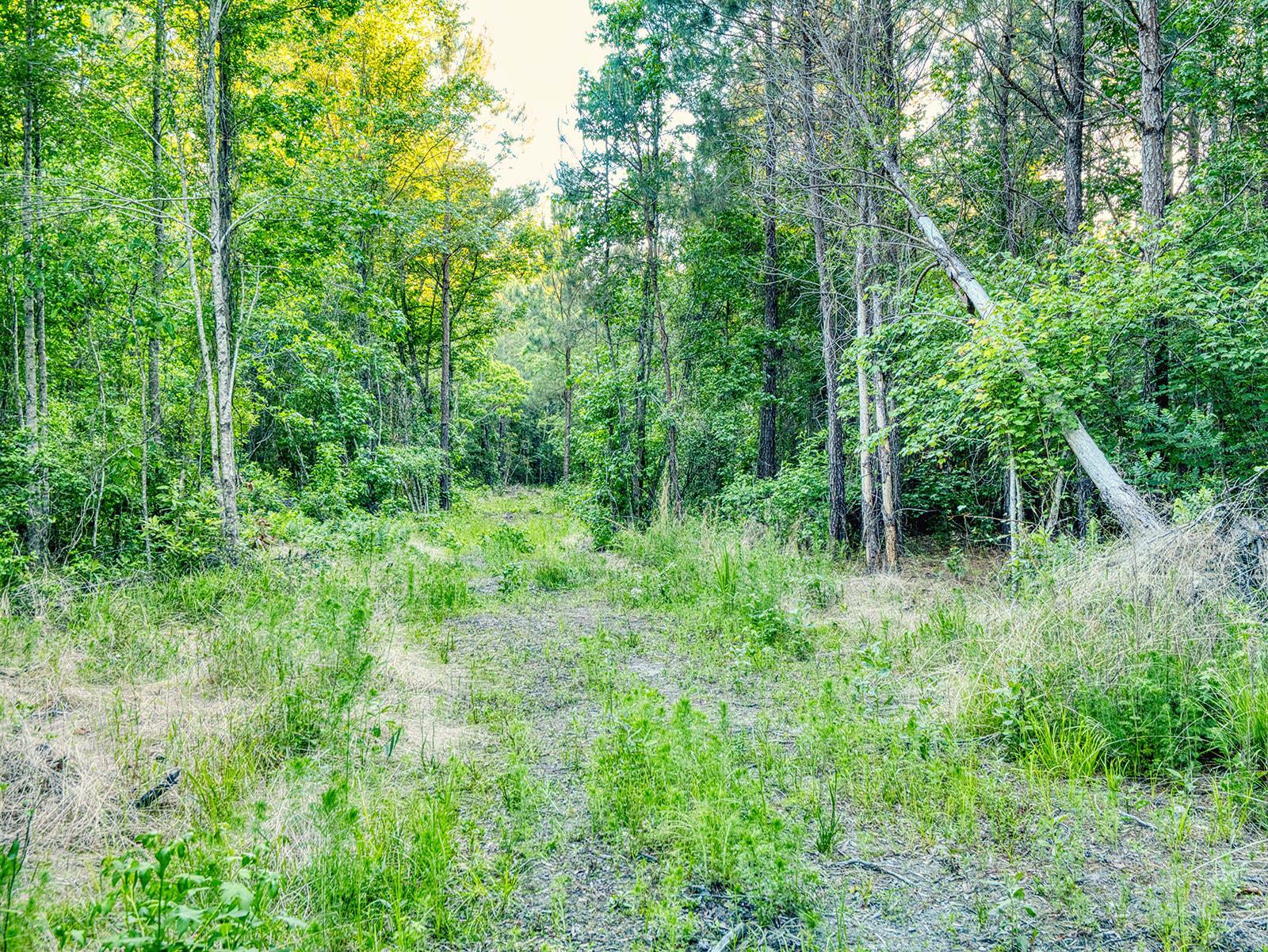 Tbd Tbd Chair Road Hemingway, SC 29554 - Photo 21 of 37