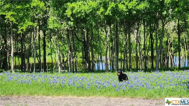 a view of backyard with a garden and trees