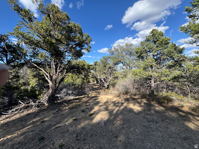 38 Broken Branch Road, Unit 38 Kanab, UT 84741 - Photo 17 of 53 Expansive natural landscape with mature evergreen trees, visible ground cover, and a clear blue sky