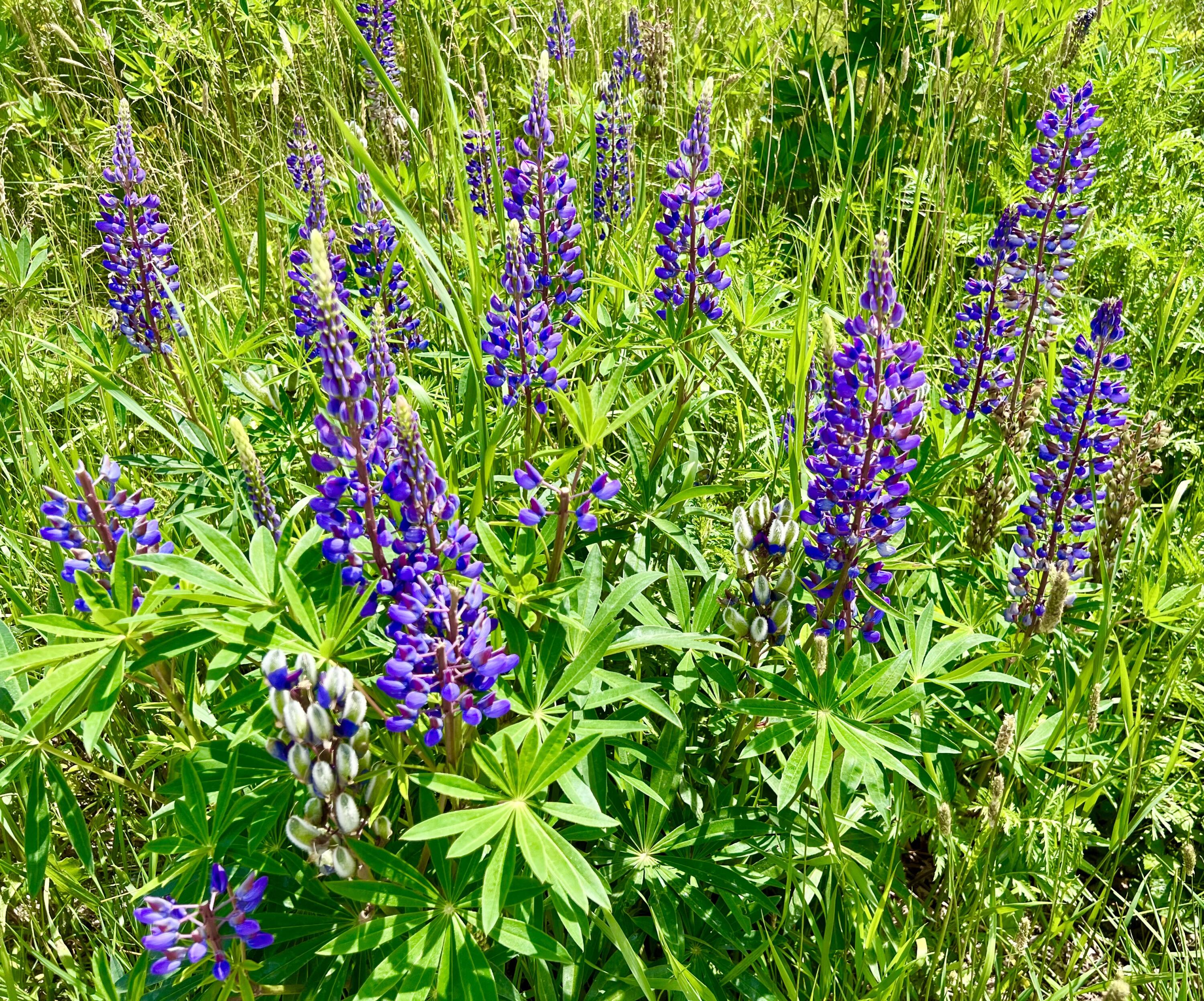 28 A Richardson Road, Unit 11 Tremont, ME 04653 - Photo 57 of 58 Lupine at the front of Richardson Rd.