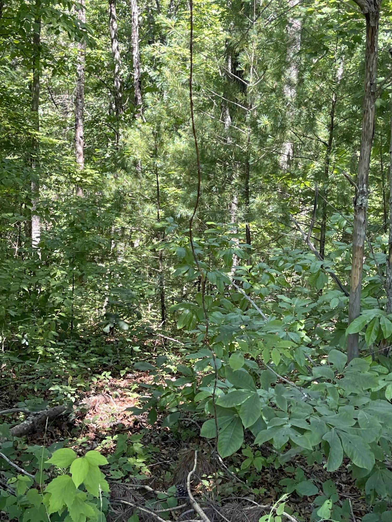 245 Mountain Retreat Road Townsend, TN 37882 - Photo 6 of 7 IMG_0492