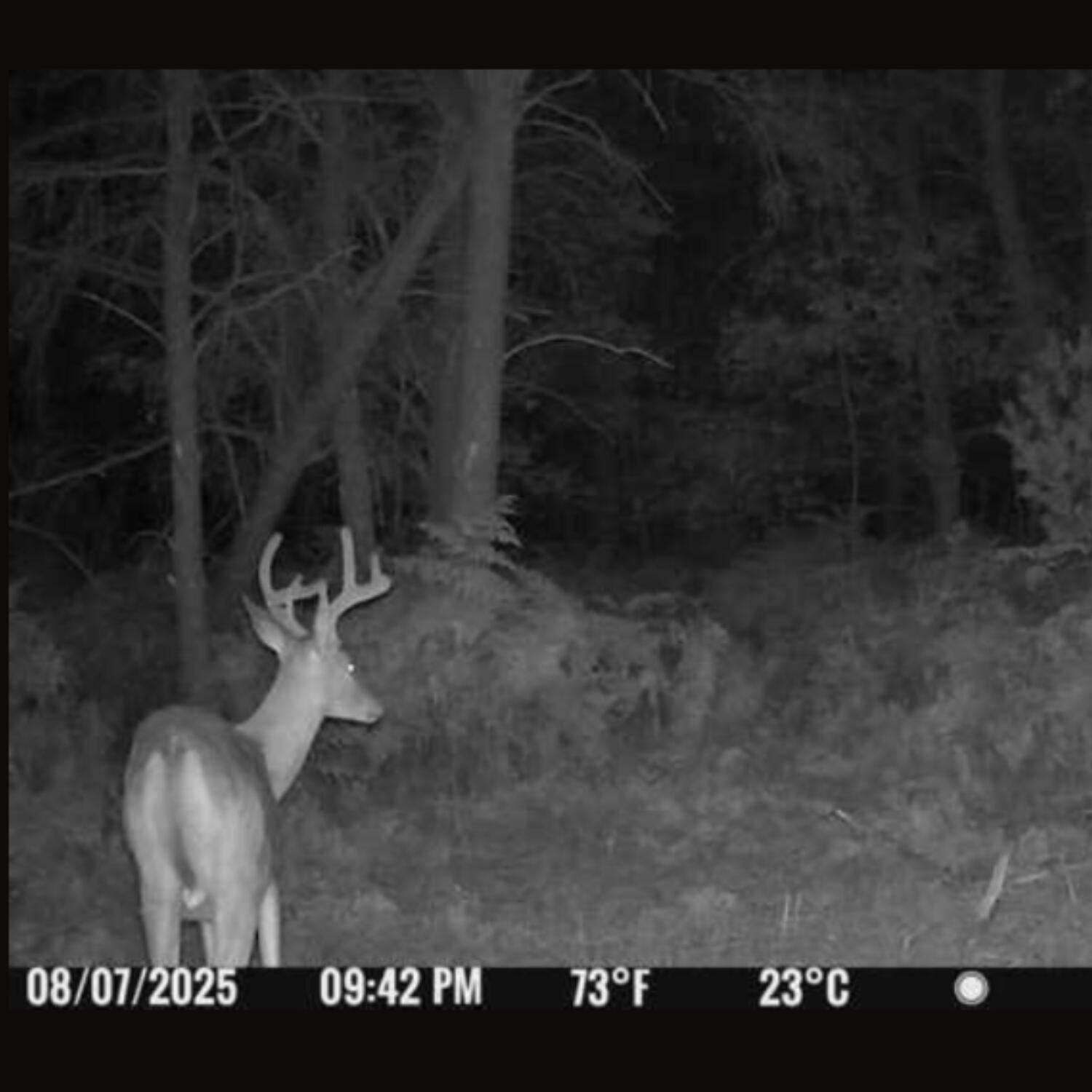 6972 West 7 Mile Road Grayling, MI 49738 - Photo 47 of 50 deer4
