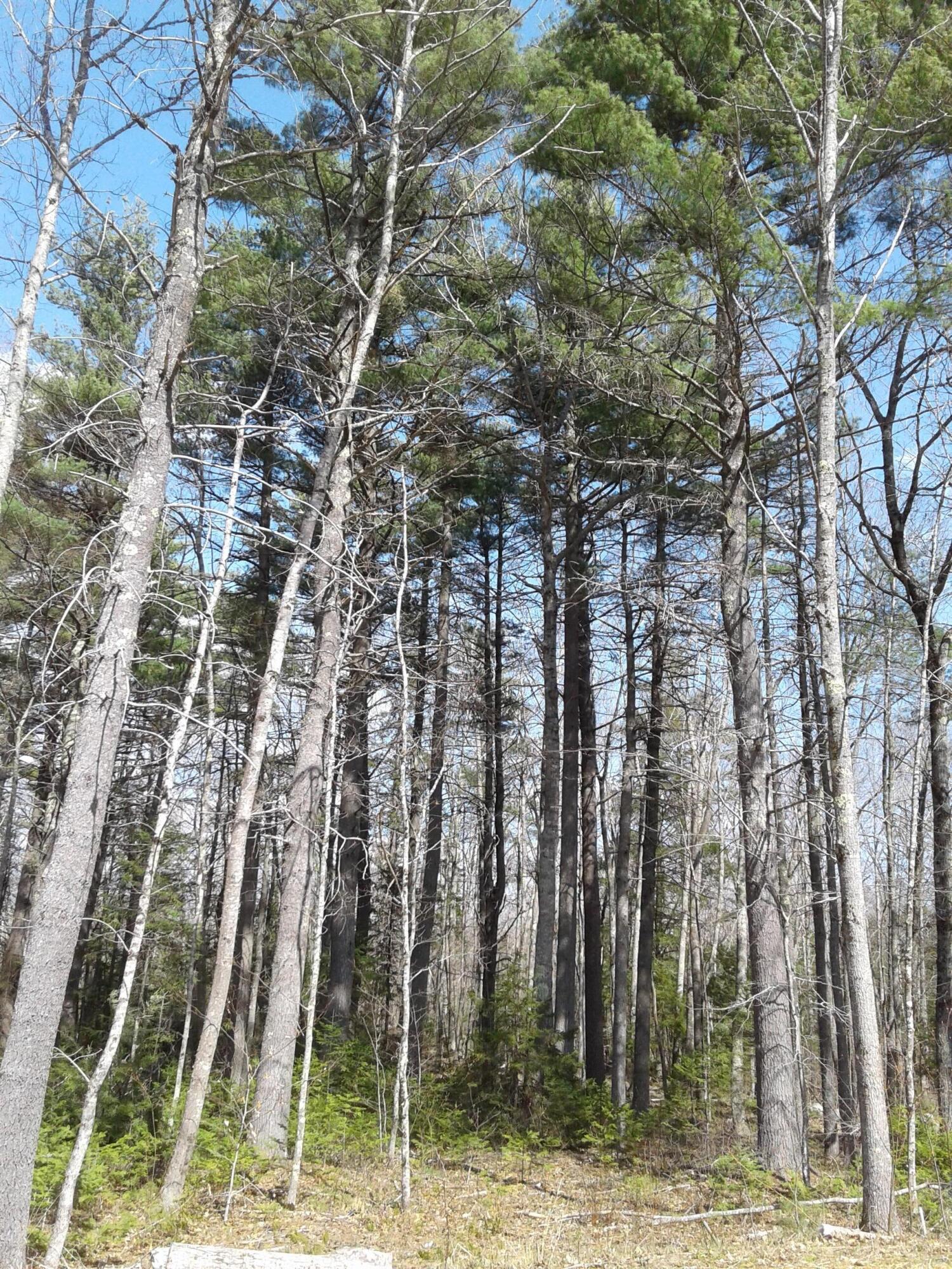 379 Greenacre Road Lincolnville, ME 04849 - Photo 8 of 13 Woods