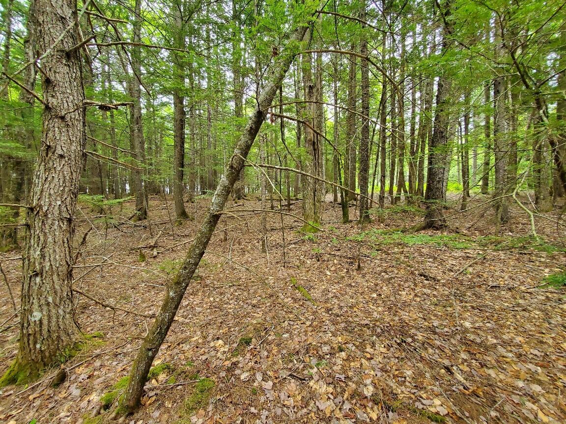 Lot 7 Heath Road Ellsworth, ME 04605 - Photo 10 of 37 20260528_135816_resized