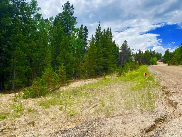 a view of a forest that has large trees