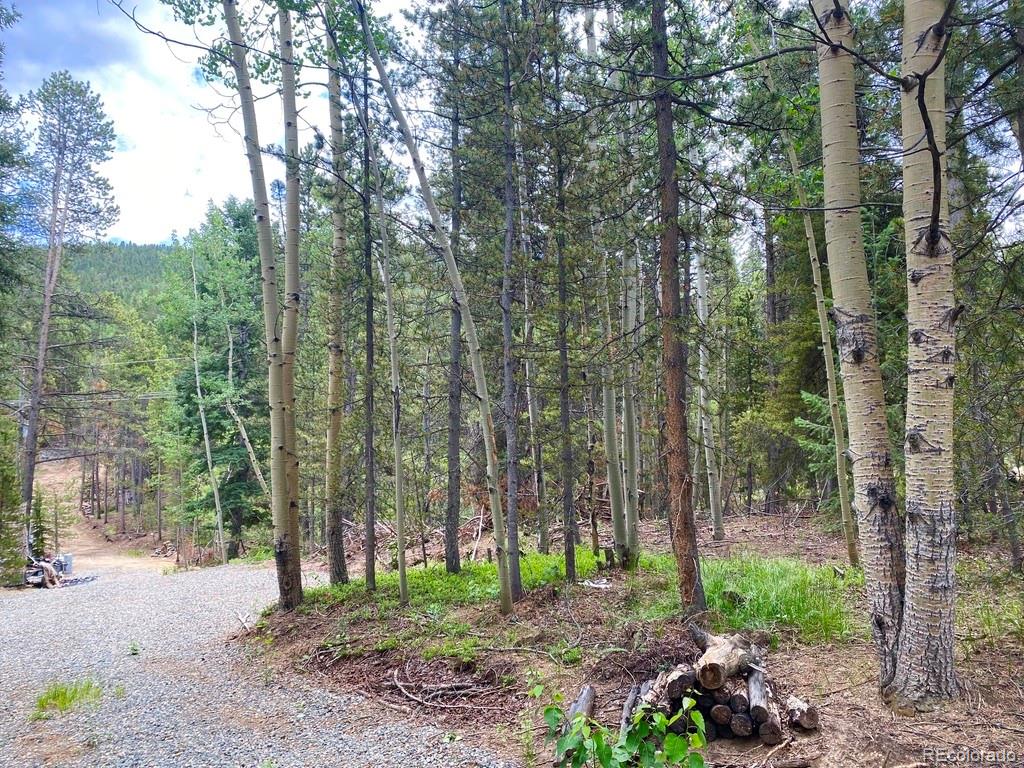 3 Virginia Canyon Road Central City, CO 80427 - Photo 8 of 12 a view of a forest that has large trees