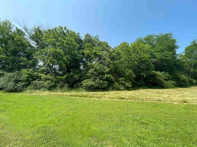 a view of a big yard with plants and large trees