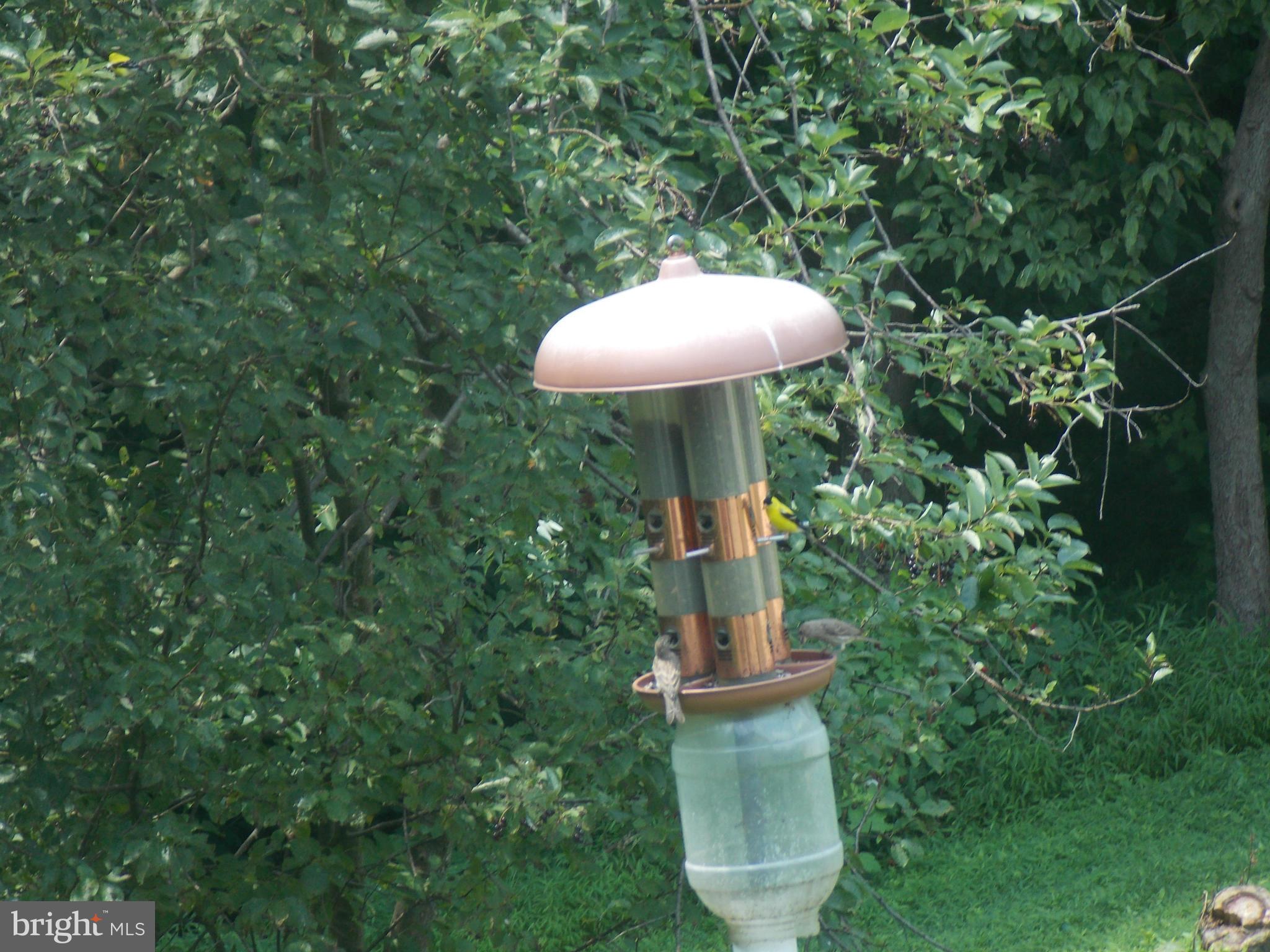 1106 Mill Creek Road Fallston, MD 21047 - Photo 25 of 30 Bird Galore View