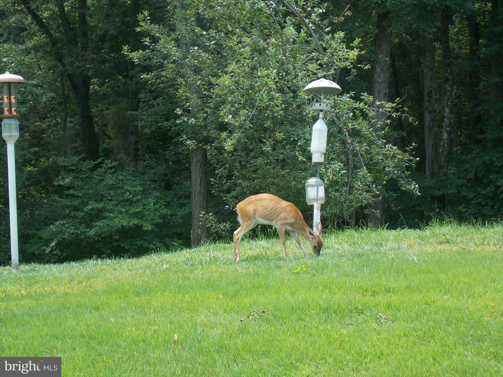 1106 Mill Creek Road Fallston, MD 21047 - Photo 26 of 30 Deer View too