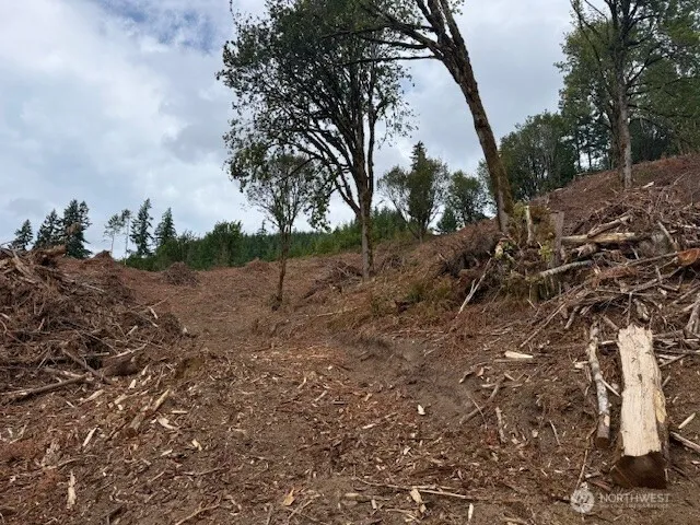 a view of a forest filled with trees